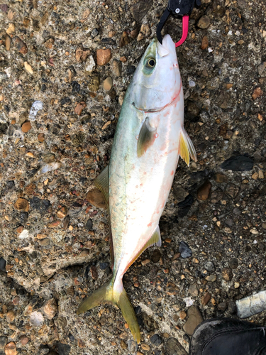 ツバスの釣果