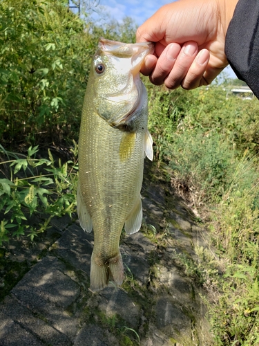 釣果