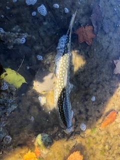 アメマスの釣果