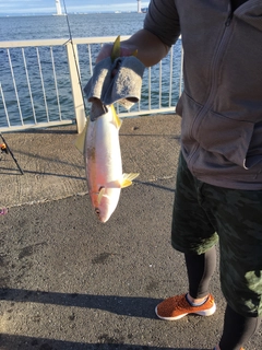 イナダの釣果