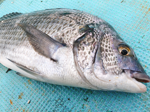 チヌの釣果