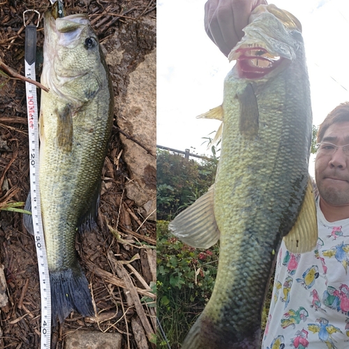 ブラックバスの釣果