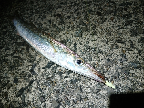 カマスの釣果