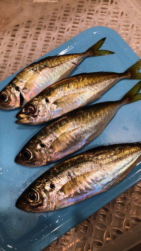 アジの釣果