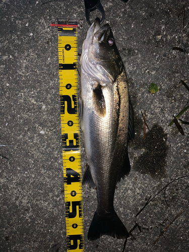 スズキの釣果