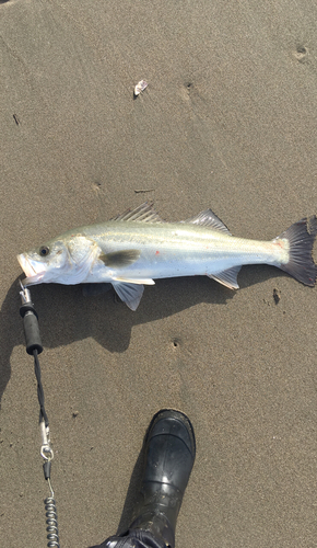 スズキの釣果