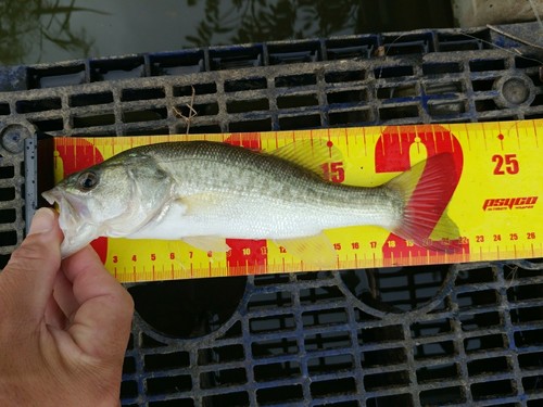 ブラックバスの釣果