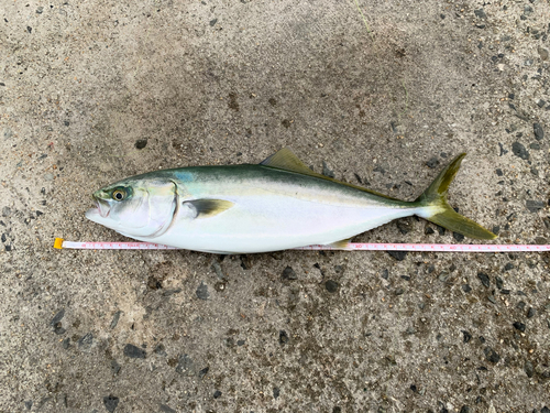 ハマチの釣果