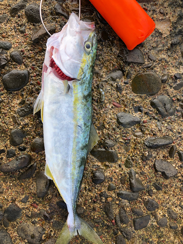 イナダの釣果