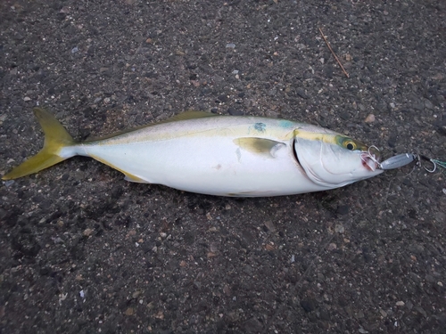 ツバスの釣果