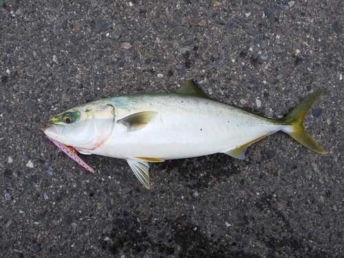 ツバスの釣果