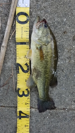 ブラックバスの釣果