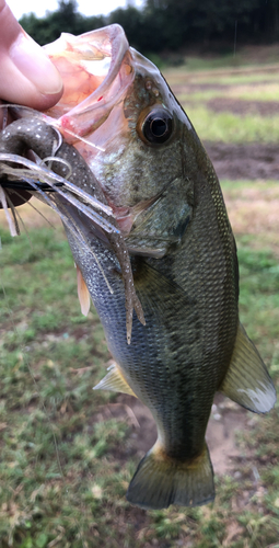 ラージマウスバスの釣果