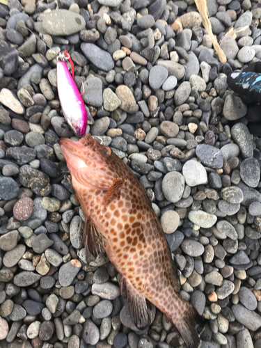 オオモンハタの釣果