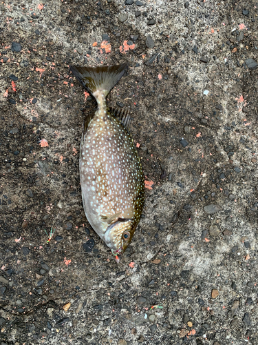 アイゴの釣果