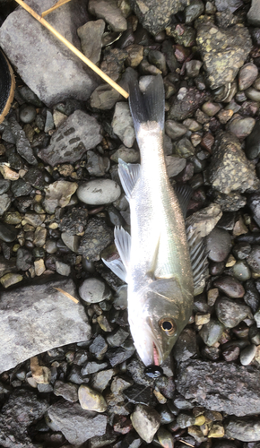 セイゴ（タイリクスズキ）の釣果