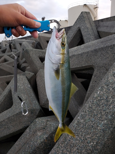 ヤズの釣果