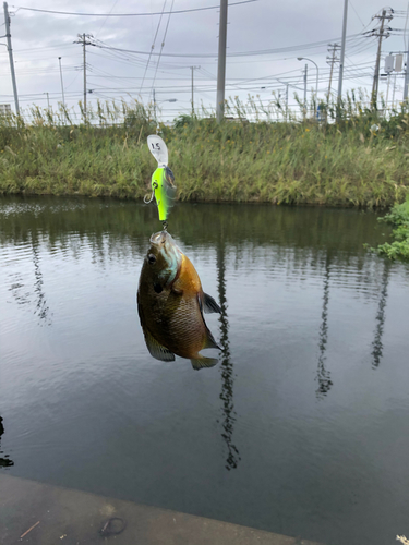 ブルーギルの釣果