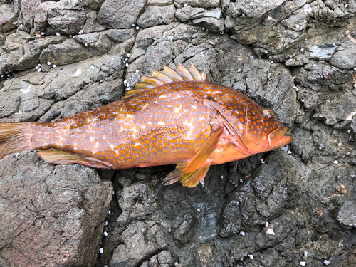 アコウの釣果