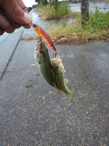 ブラックバスの釣果