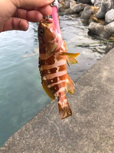 アカハタの釣果