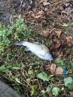 フナの釣果