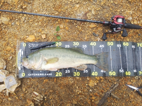 ブラックバスの釣果