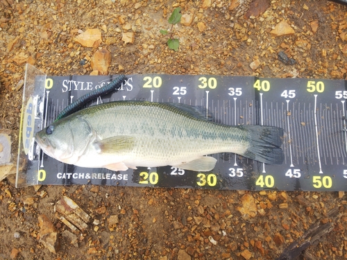 ブラックバスの釣果