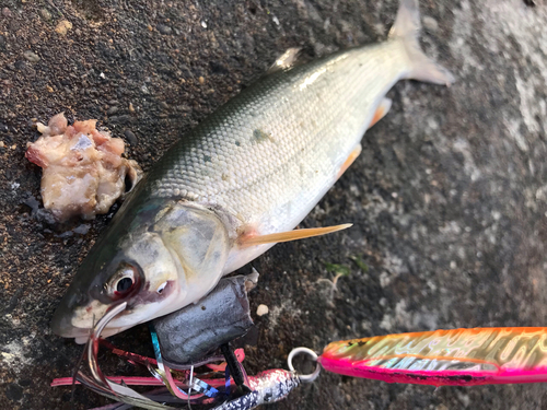 ウグイの釣果