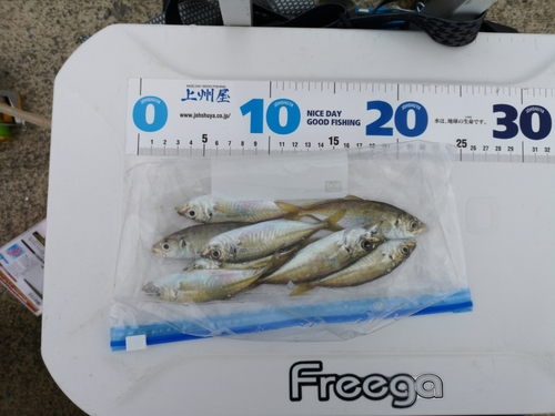 アジの釣果