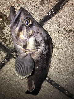 クロソイの釣果