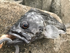 クロソイの釣果