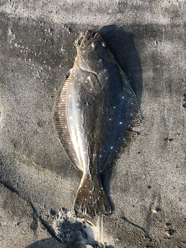 ヒラメの釣果