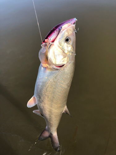 ウグイの釣果