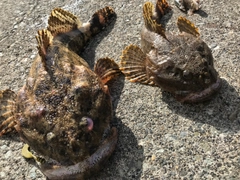 マカジカの釣果