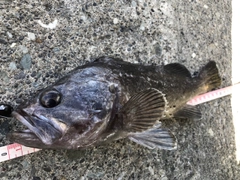 クロソイの釣果