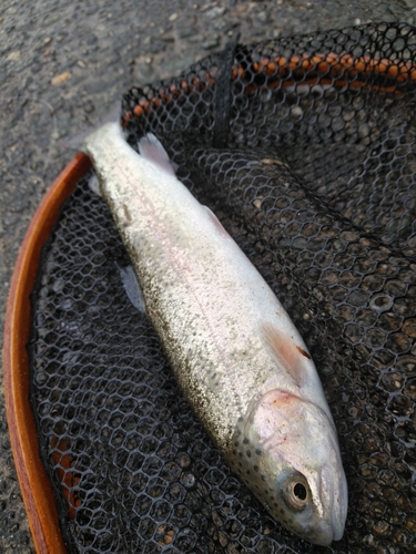 ニジマスの釣果