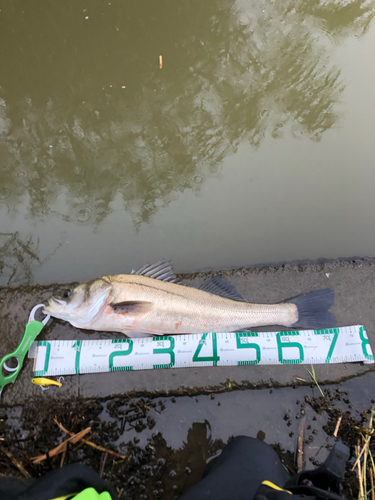 スズキの釣果