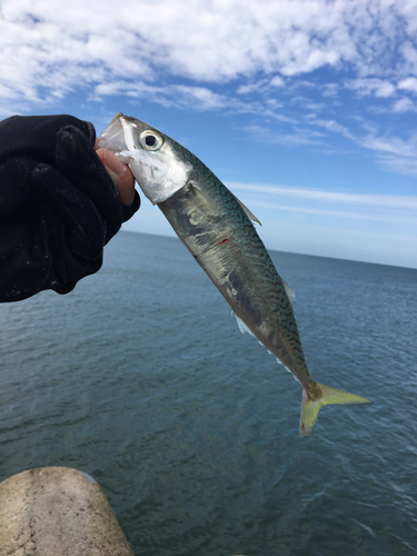 サバの釣果