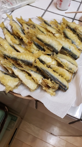 ママカリの釣果