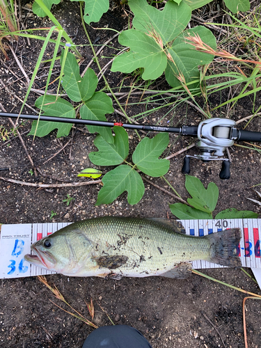 ブラックバスの釣果