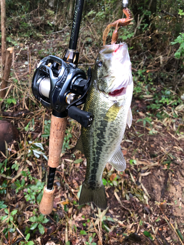 ラージマウスバスの釣果