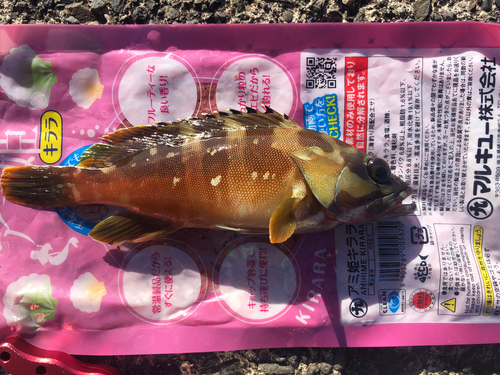 アカハタの釣果