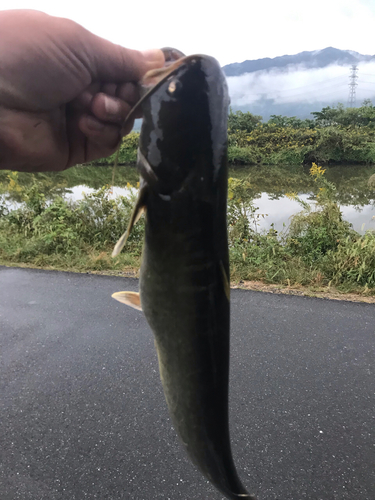 ナマズの釣果