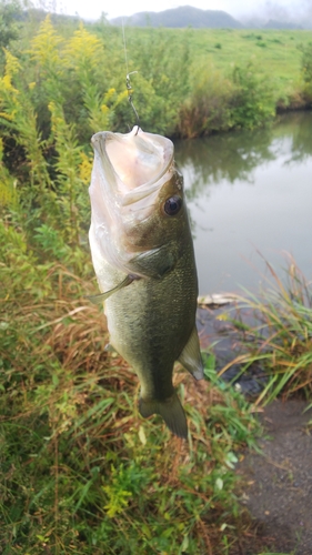 釣果