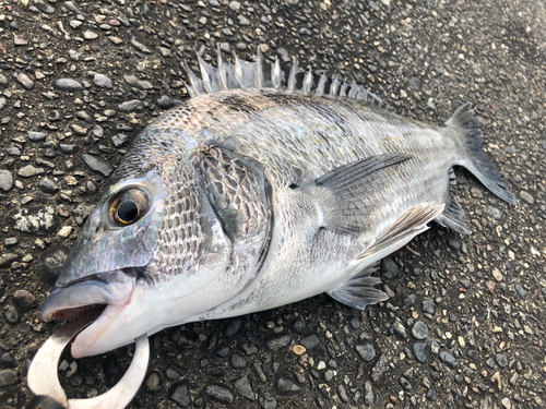 クロダイの釣果