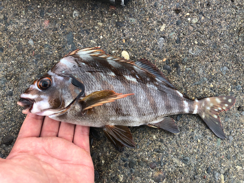 タカノハダイの釣果