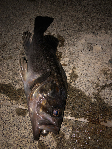 クロソイの釣果