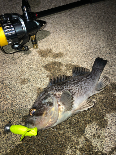 クロソイの釣果