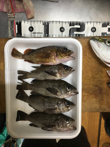 メバルの釣果